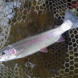 大安トラウトレイク 釣果